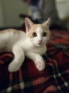 Adam