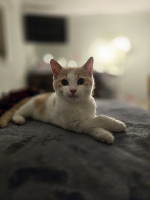 Adam