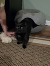 Shrimpy (Munchkin/dwarf cat)