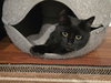 Shrimpy (Munchkin/dwarf cat)