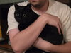 Shrimpy (Munchkin/dwarf cat)