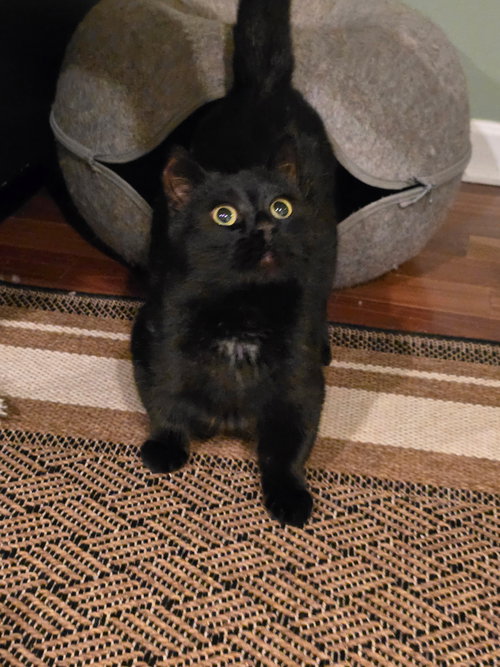 Shrimpy (Munchkin/dwarf cat)