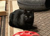 Shrimpy (Munchkin/dwarf cat)