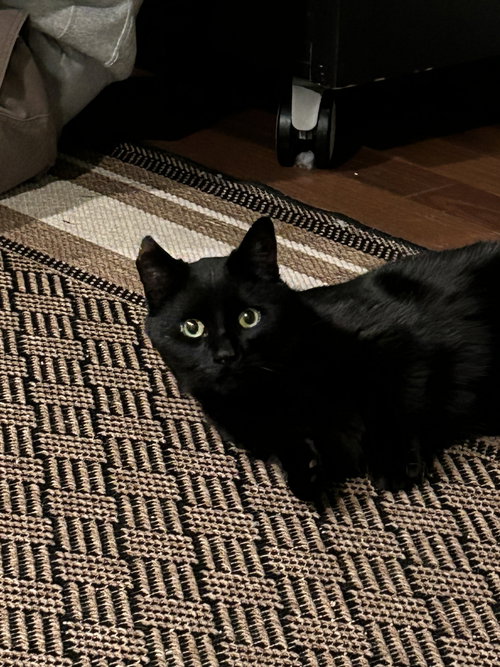 Shrimpy (Munchkin/dwarf cat)