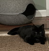 Shrimpy (Munchkin/dwarf cat)