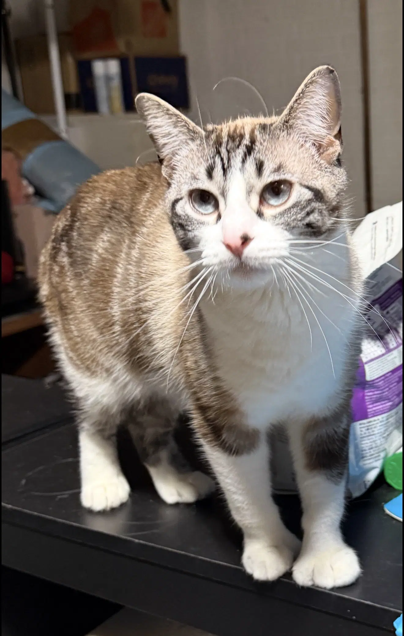 Nicolette image 3