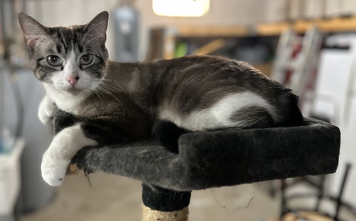 picture of the cat needing adoption