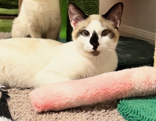 Bridget(Must Be Adopted With Baylan)