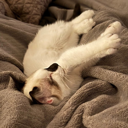 Bridget(Must Be Adopted With Baylan) photo 2