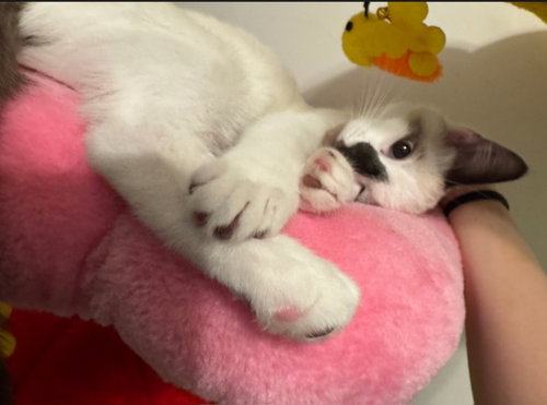 Bridget(Must Be Adopted With Baylan) photo 3