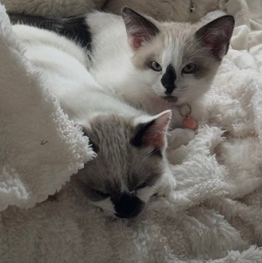 Bridget(MUST BE ADOPTED WITH BAYLAN)