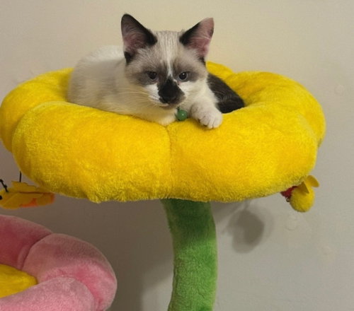 Baylan(Must Be Adopted With Bridget)