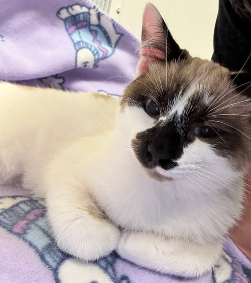 Baylan(Must Be Adopted With Bridget) photo 2