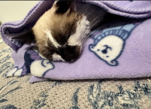 Baylan(Must Be Adopted With Bridget) photo 5