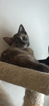 Ammabelle