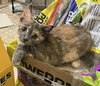 Ammabelle