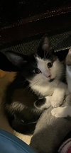 Poe