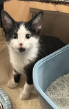 Poe