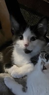 Poe