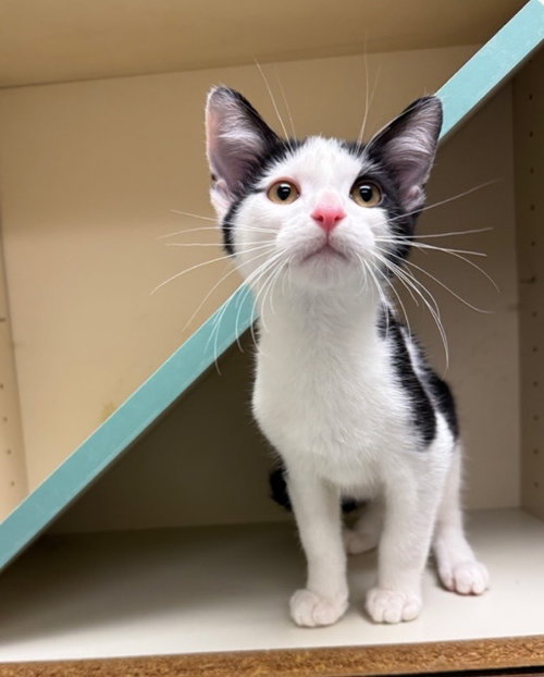 Popkorn, Baby Domestic Short Hair (short coat), cat for adoption in Royal Oak, Michigan