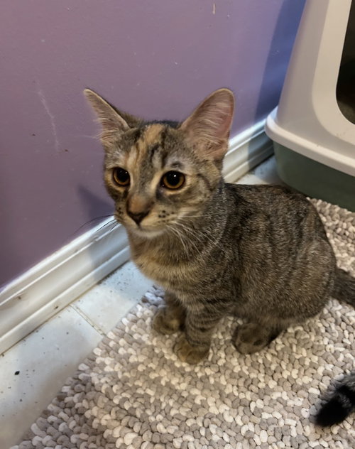 Kelley, Baby Domestic Short Hair / Torbie (short coat), cat for adoption in Royal Oak, Michigan