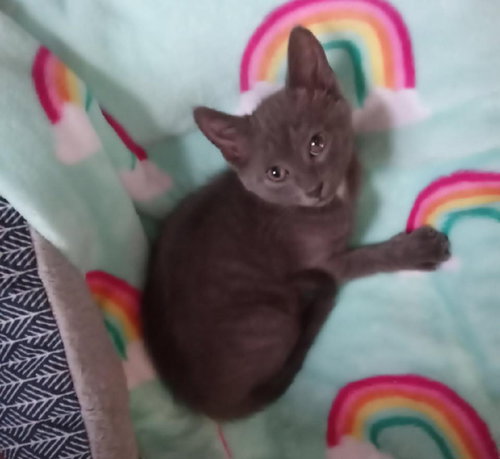 Nalani