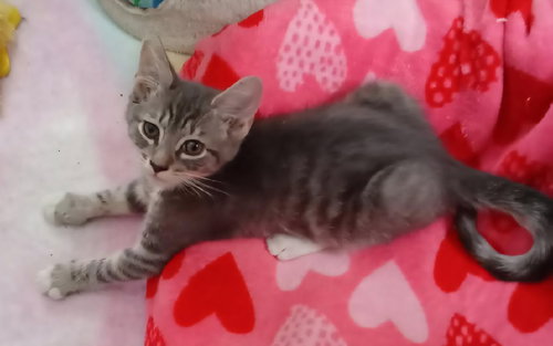 Nikolai