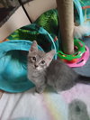 Nikolai