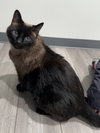 Zorro