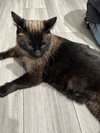 Zorro