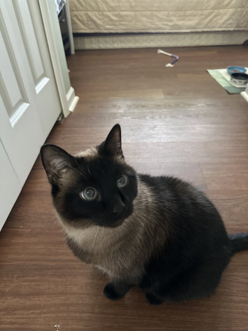 Zorro
