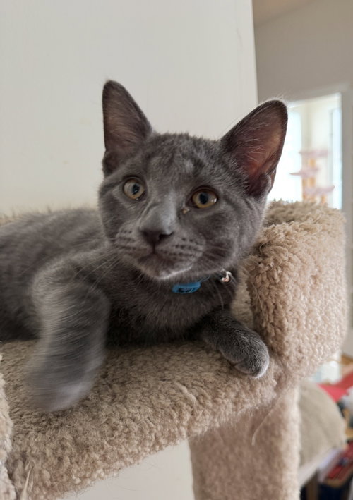 Woody (must be adopted with Maple)