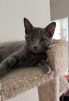 Woody (must be adopted with Maple)