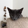 Woody (must be adopted with Maple)