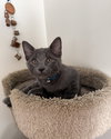 Woody (must be adopted with Maple)