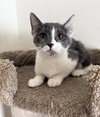Maple (must be adopted with Woody)