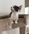 Maple (must be adopted with Woody)