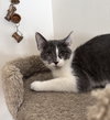 Maple (must be adopted with Woody)