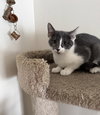 Maple (must be adopted with Woody)