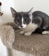Maple (must be adopted with Woody)