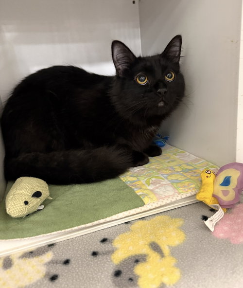 Pax, an adoptable Domestic Long Hair in Walled Lake, MI