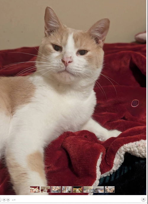 Louden (must be adopted with Ashur)