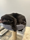 Toebias
