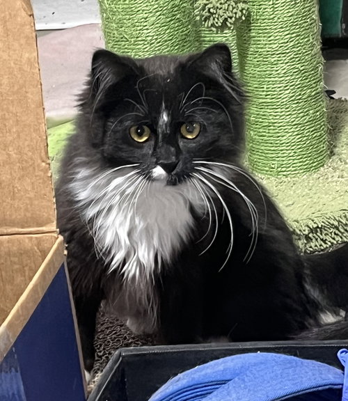 Mr. Bubbles