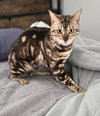 Maximillian