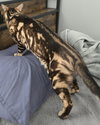 Maximillian