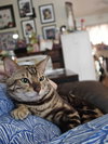 Maximillian