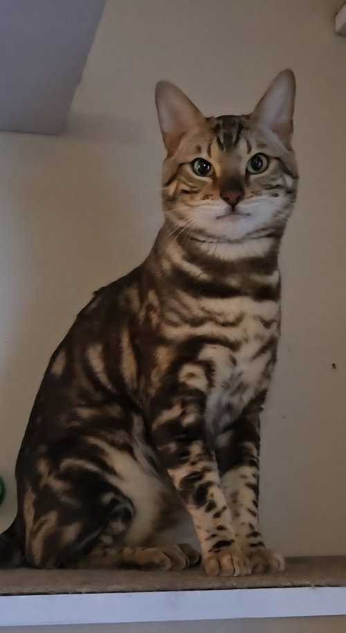 Maximillian