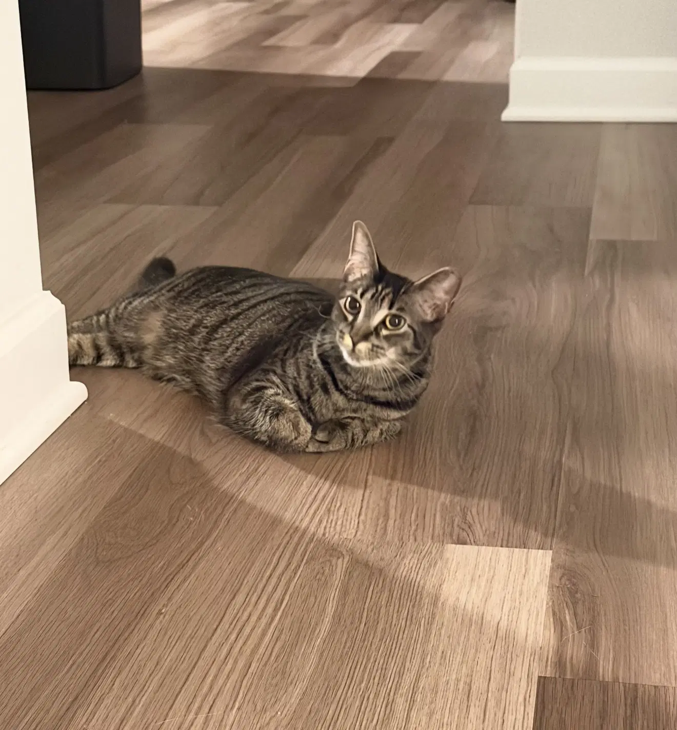Andie - Domestic Short Hair