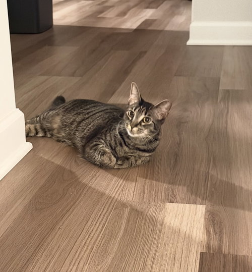 picture of the cat needing adoption